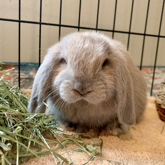 Gray lop-eared rabbit sitting on a beige towel inside a wire enclosure with hay nearby