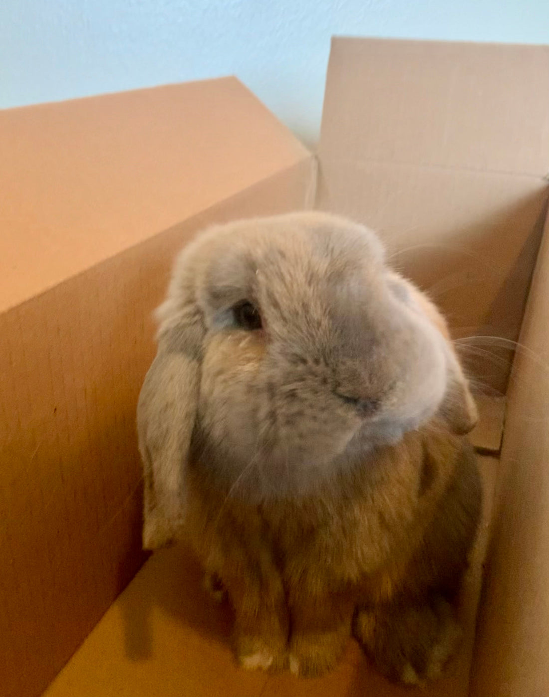 Brown lop-eared rabbit sitting inside an open cardboard box against a light wall