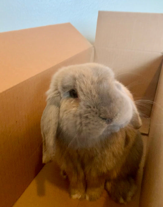 Brown lop-eared rabbit sitting inside an open cardboard box against a light wall