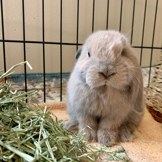 Fluffy light gray lop-eared rabbit sitting on a beige towel inside a wire cage with hay nearby