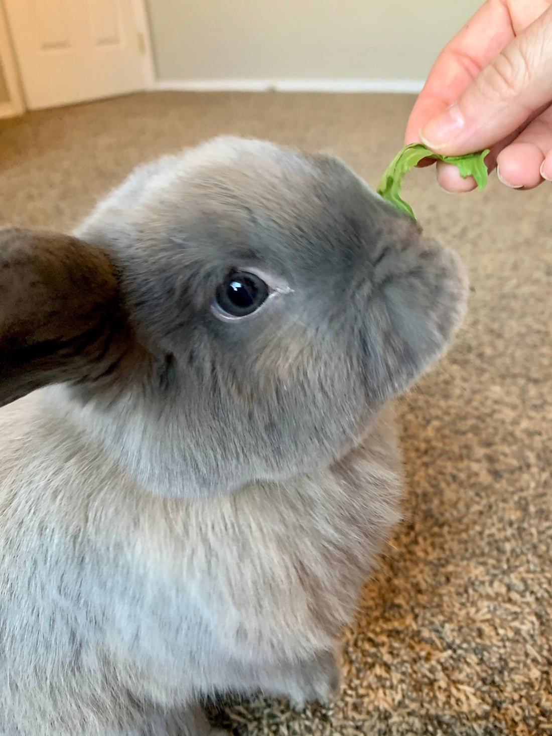 Close-up of a gray rabbit eating a leafy green from a hand indoors on carpeted floor