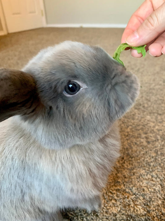 Close-up of a gray rabbit eating a leafy green from a hand indoors on carpeted floor