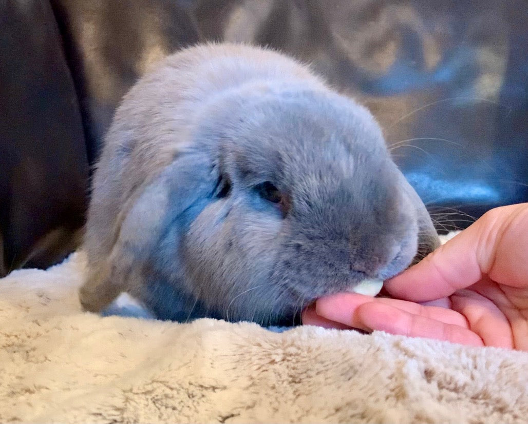Gray lop-eared rabbit nibbling on a finger while resting on a soft beige blanket
