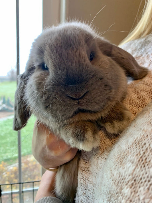 Close-up of a gray lop-eared rabbit being held indoors near a window with green outdoor view