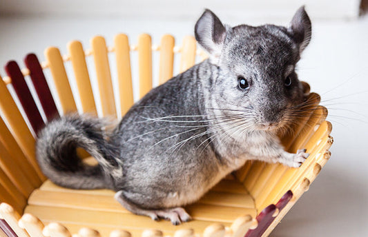 Close-up of a gray chinchilla sitting in a wooden basket with rounded slats on a white background