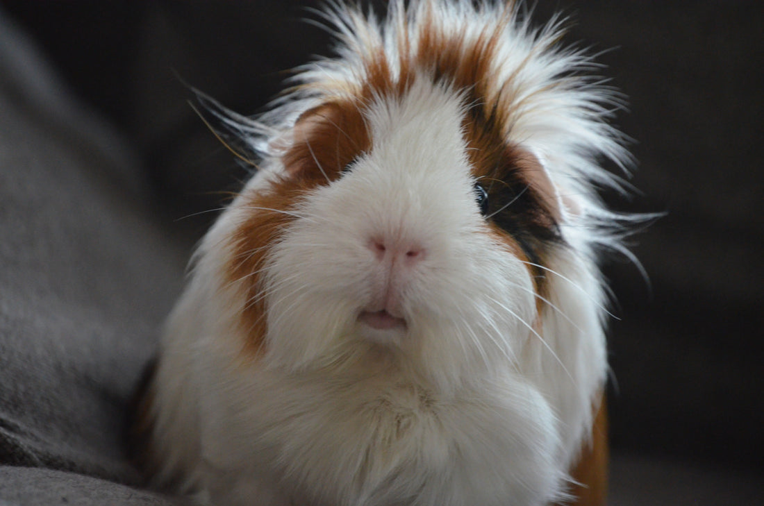 Close-up of a fluffy white and brown Guinea pig with long hair on a gray fabric background