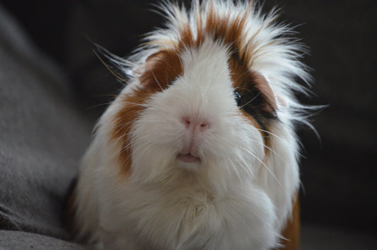 Close-up of a fluffy white and brown Guinea pig with long hair on a gray fabric background