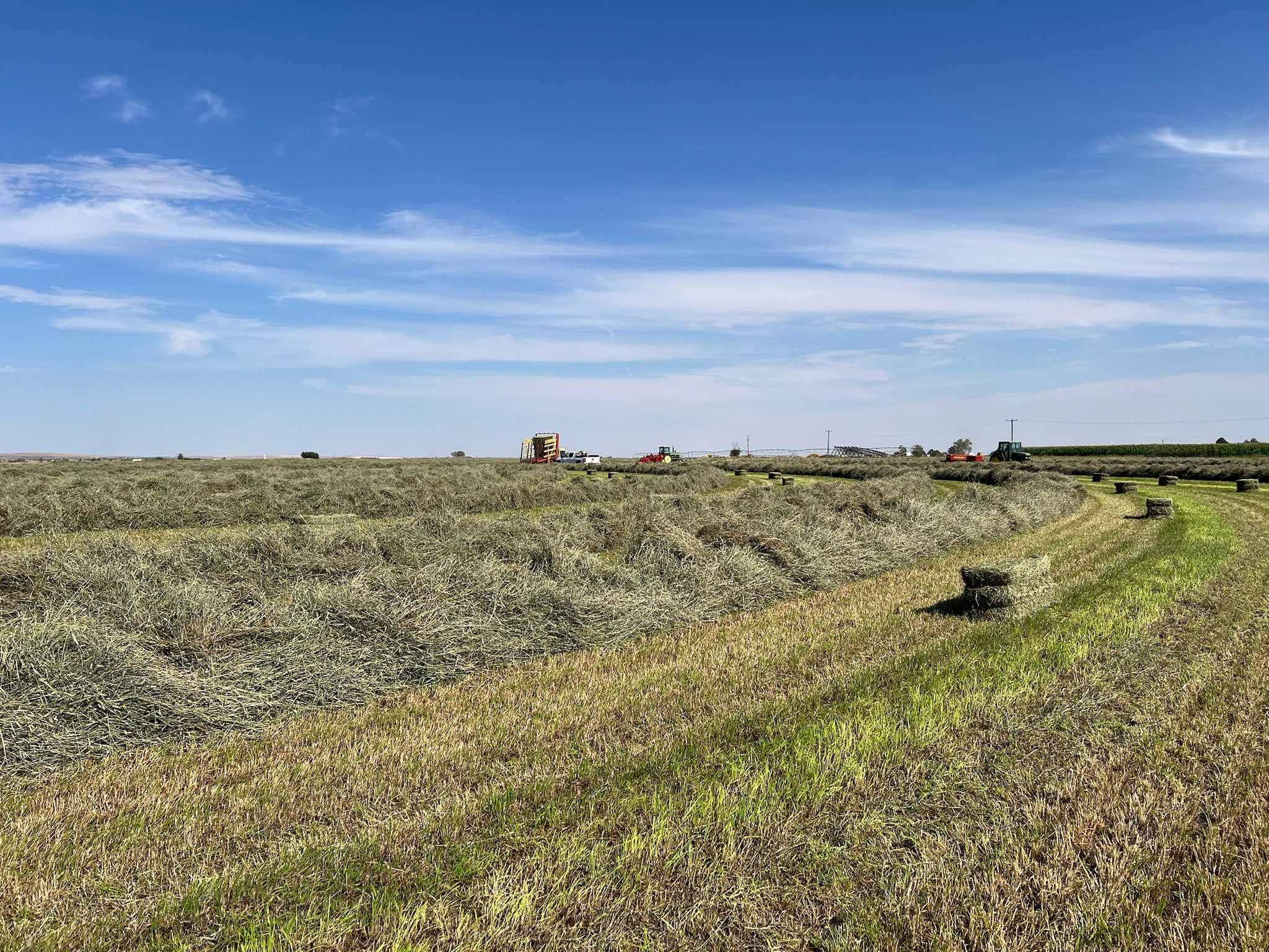 Harvested Timothy Hay field with hay bales under a clear blue sky