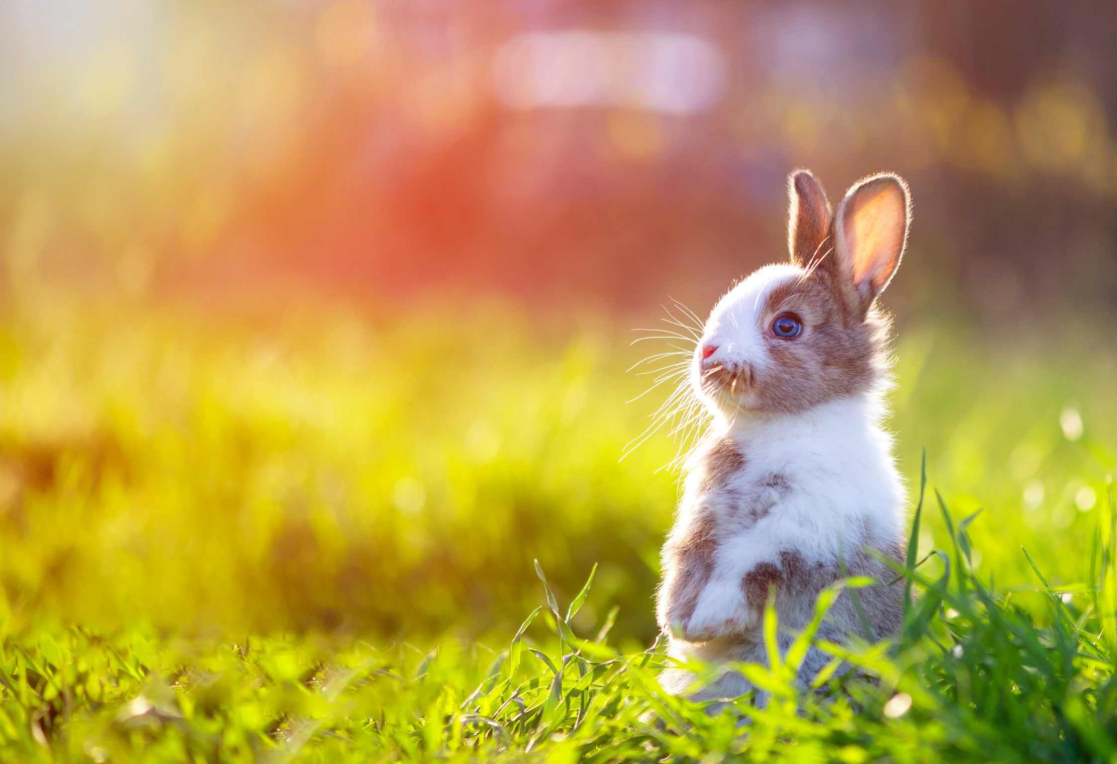 Small rabbit standing on grass with a blurred colorful background
