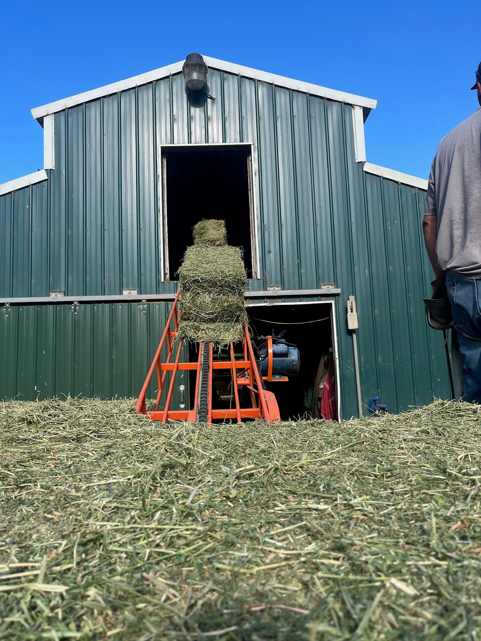 Person loading Timothy hay onto a red elevator in front of a green barn.