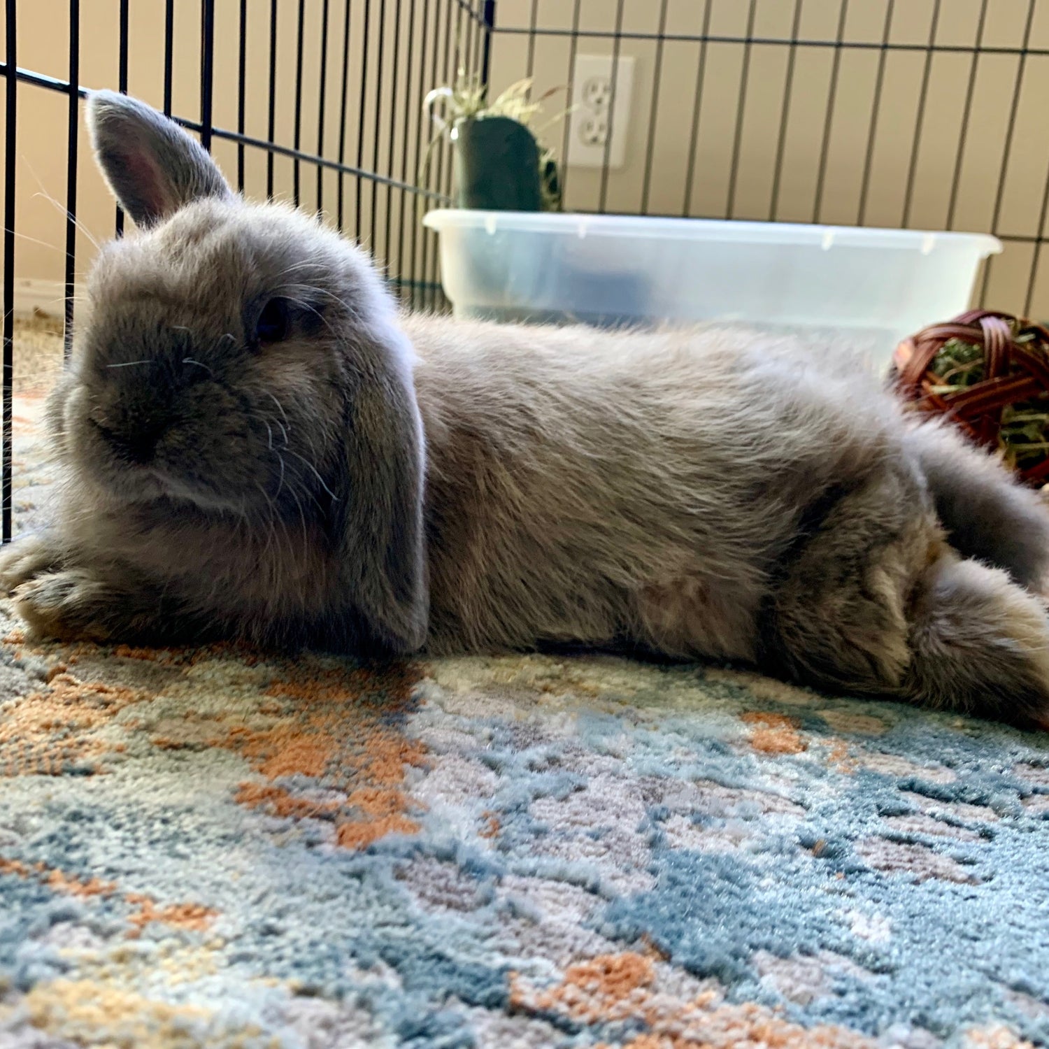 Gray rabbit lying on a patterned rug inside a cage