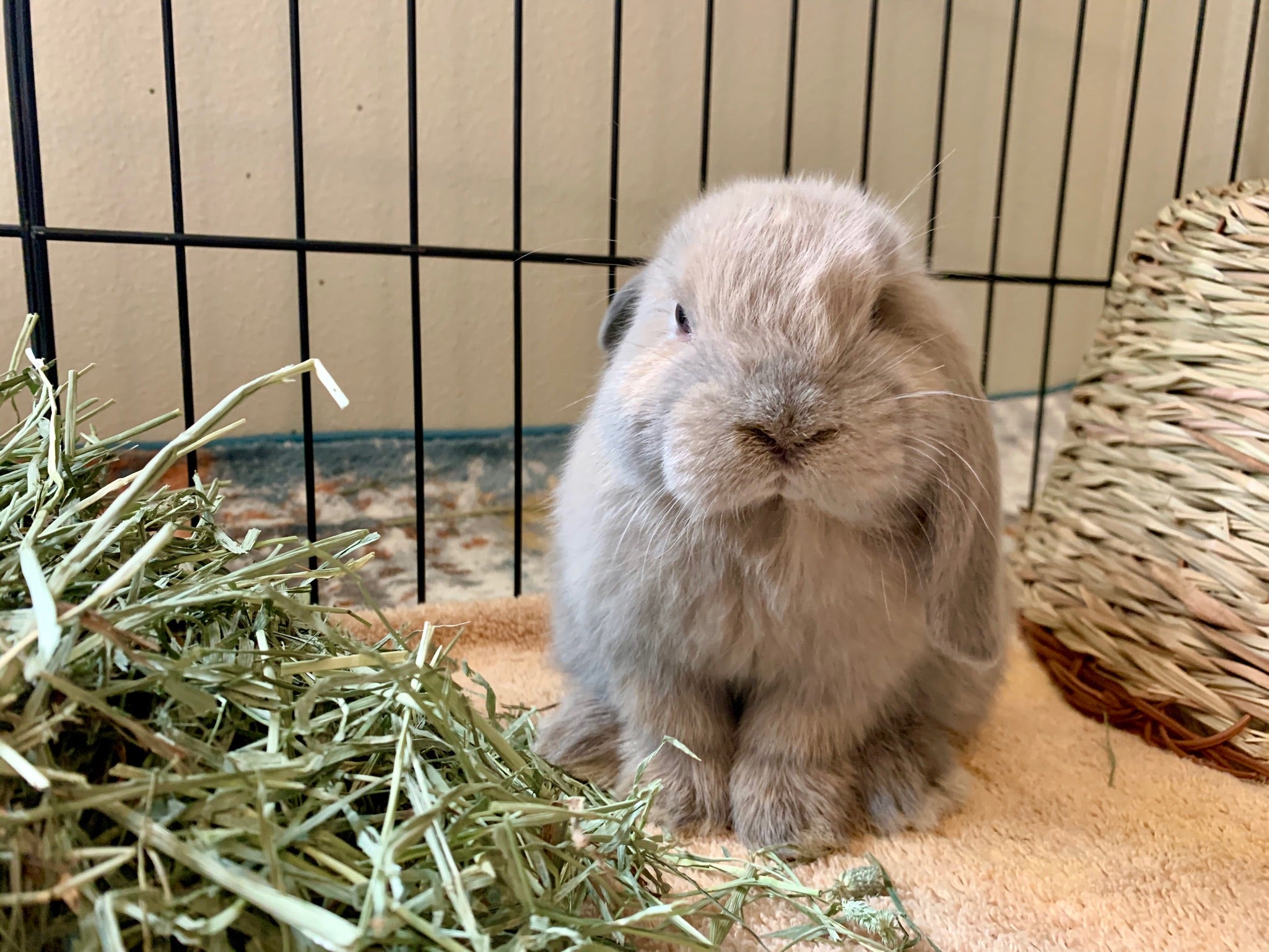 Small holland lop rabbit sitting on a hay-covered surface in a cage