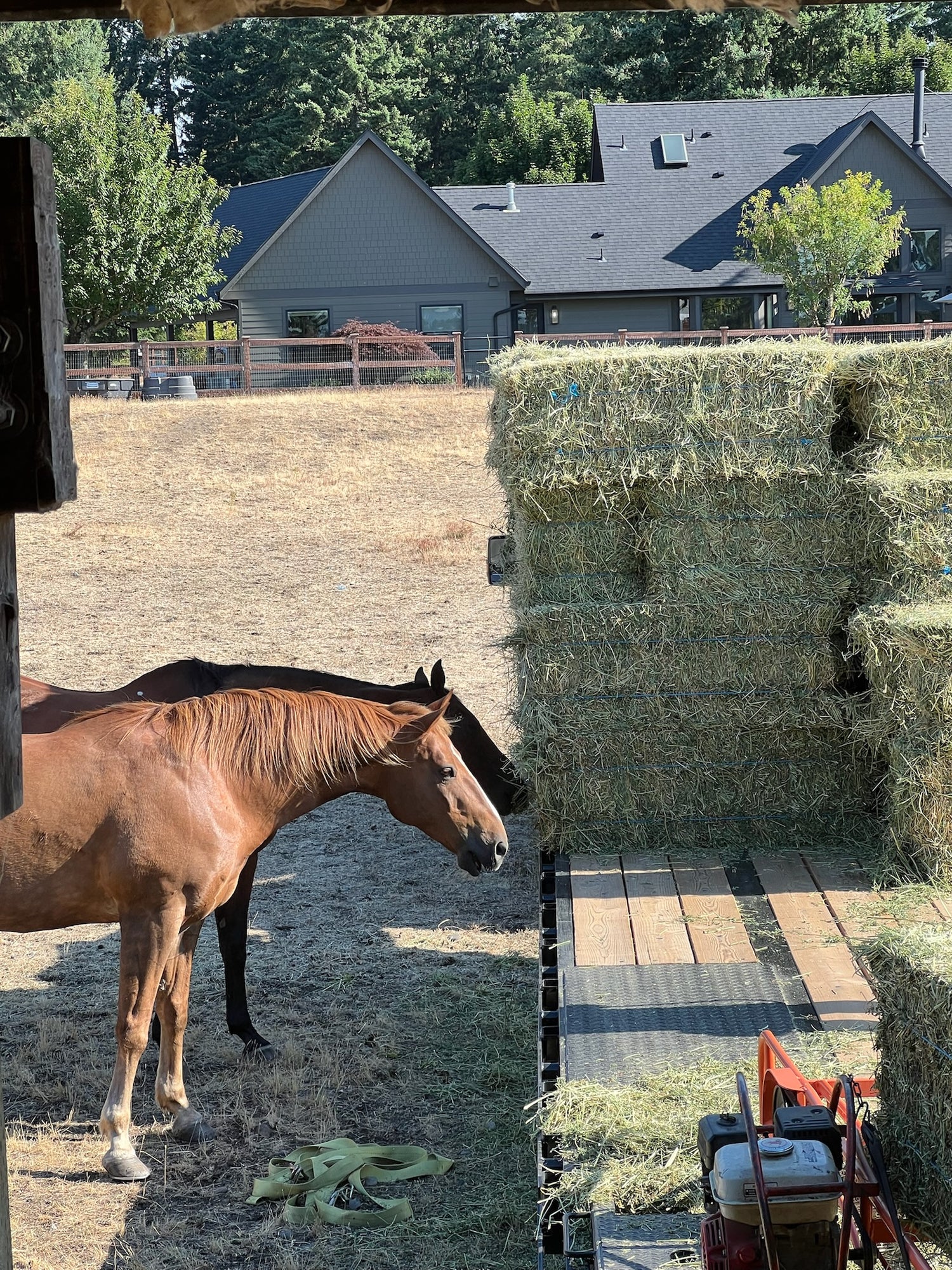 Horses near bales of Timothy hay in a rural setting with houses in the background