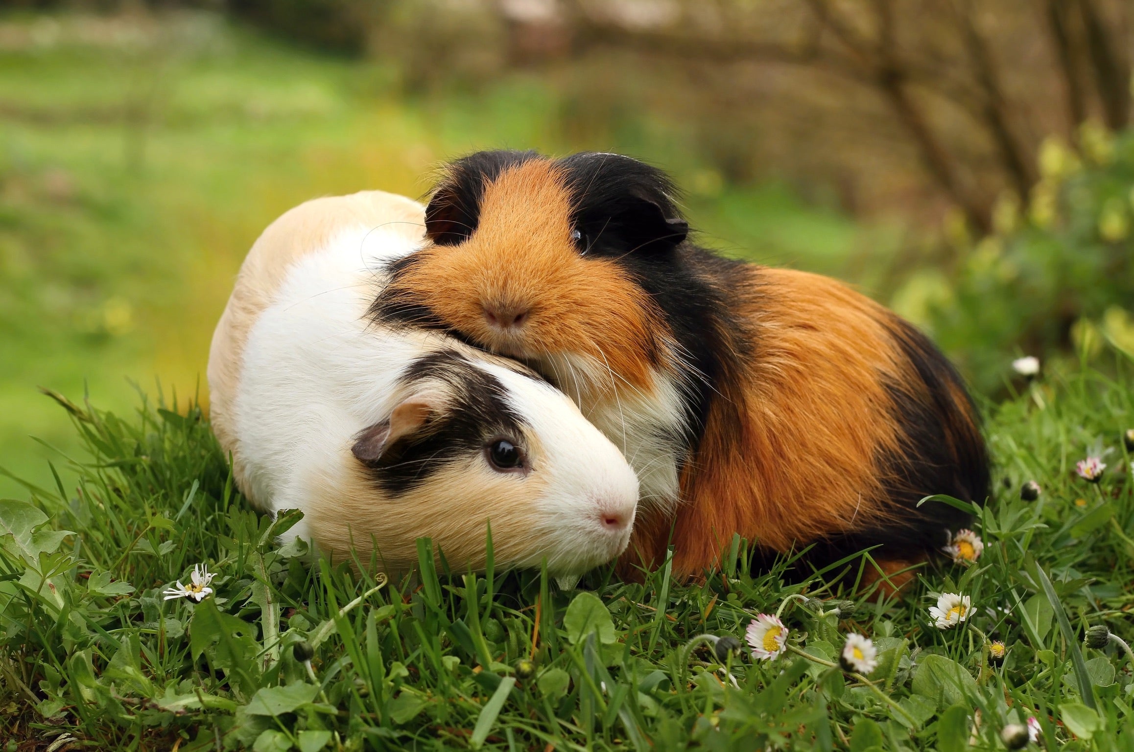 Guinea pigs lying on grass with flowers