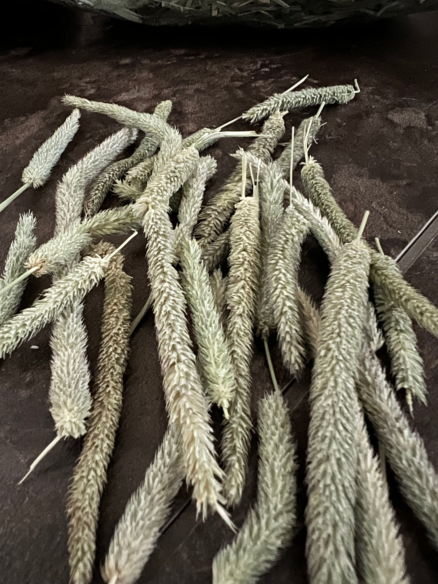 Close-up of dried Timothy hay flower heads on dark surface for small pet food
