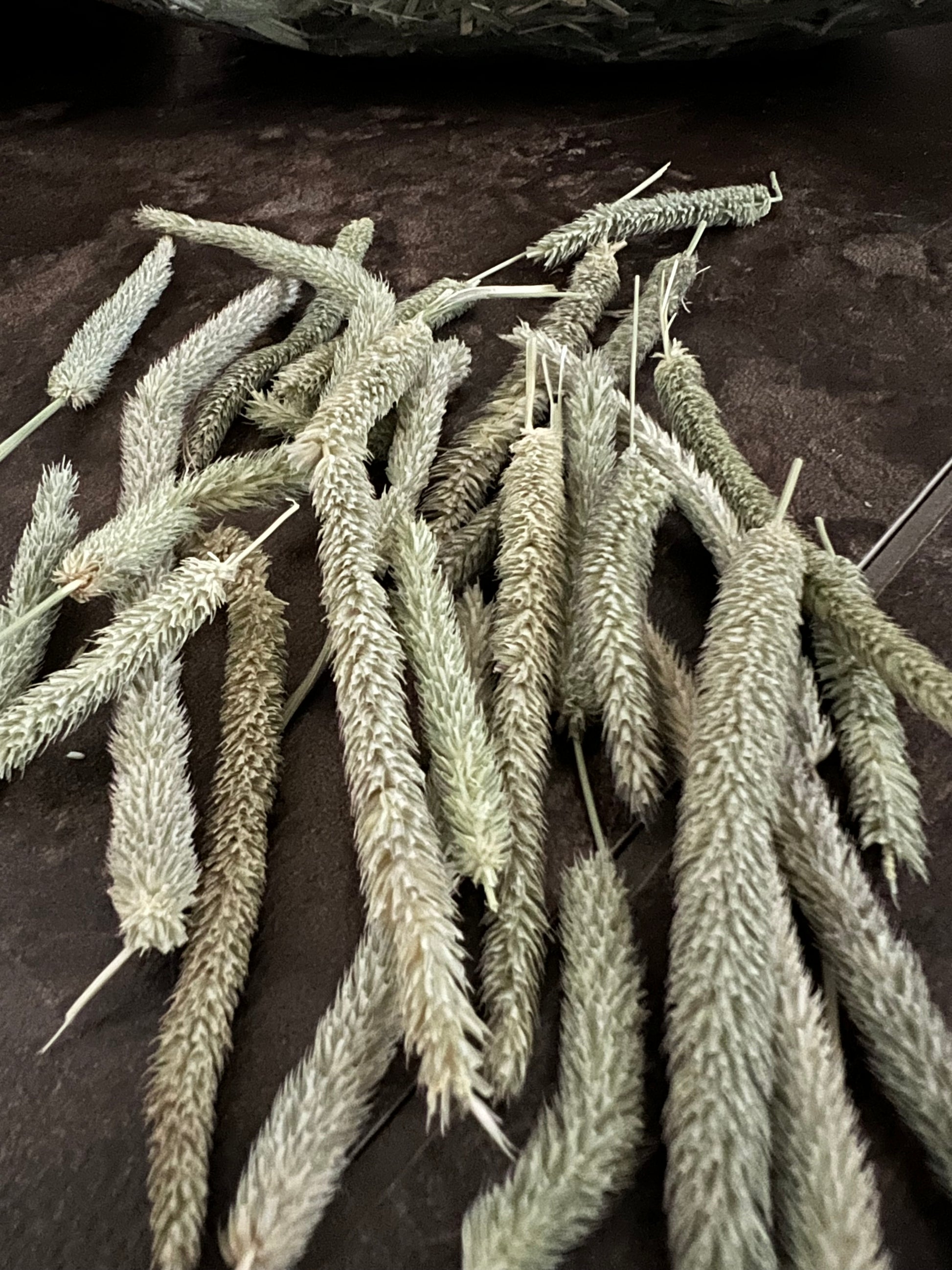 Close-up of dried Timothy hay flower heads on dark surface for small pet food
