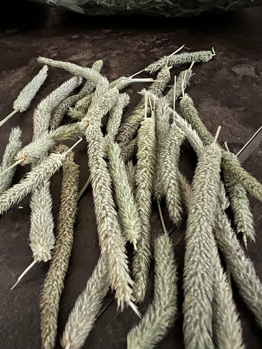 Close-up of dried Timothy hay seed heads on a dark surface