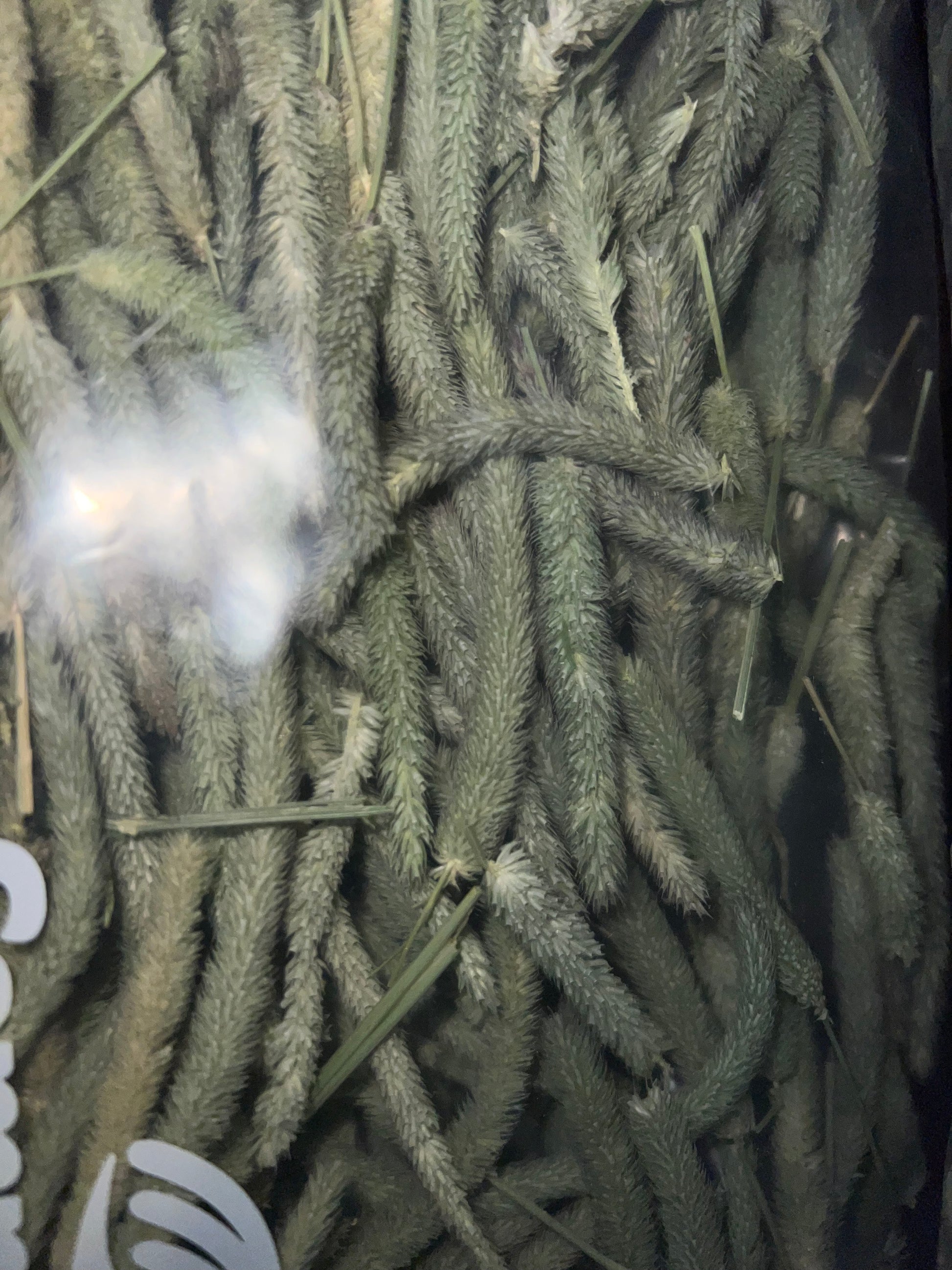 Close-up of green Timothy hay heads inside a plastic bag for small pets
